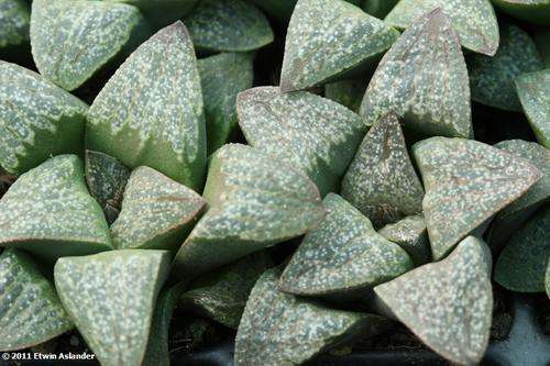 Haworthia pygmaea var. argenteo-maculosa (live plants)