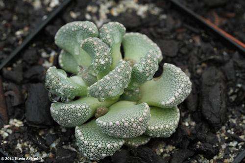 Aloinopsis lodewyckii (plants)