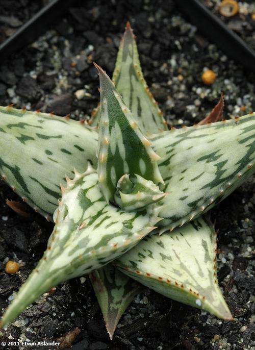 Aloe somaliensis (plants)