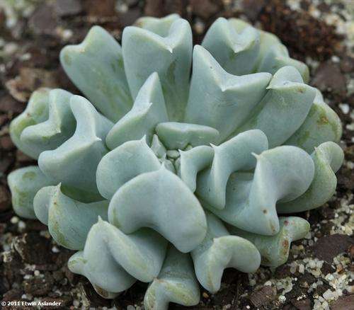 Echeveria Topsy Turvy (plants)