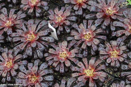 Aeonium arboreum "Swarzkopf"  (live plants)