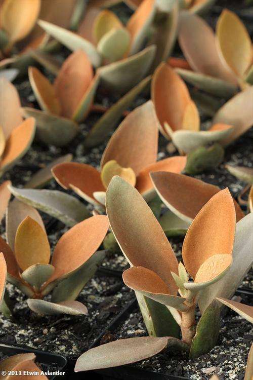 Kalanchoe orgyralis (plants)