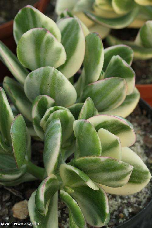 Crassula ovata "Obliqua"