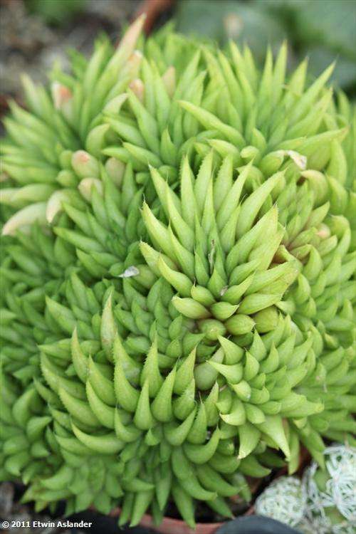 Haworthia chloracantha (plants)