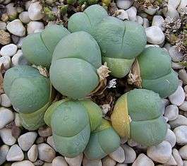 Gibbaeum heathii  (plants)