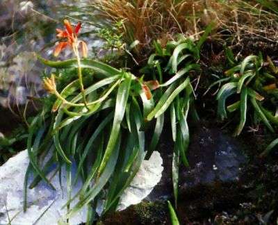 Aloe nubigena  (live plants)