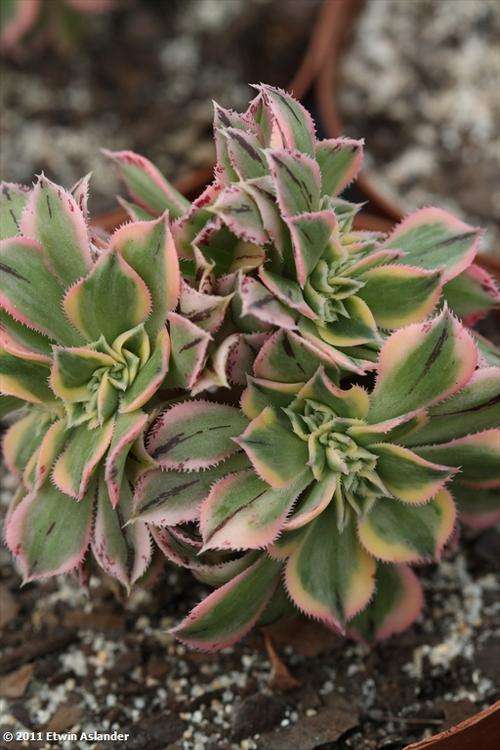 Aeonium Sunburst - cristate form