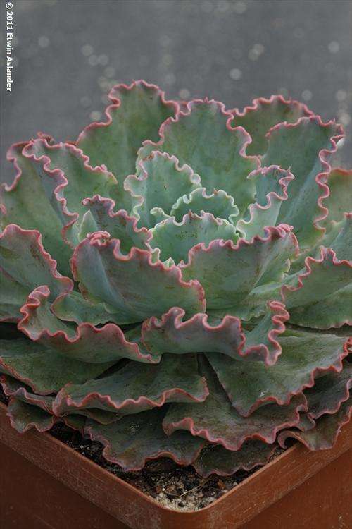 Echeveria "Blue Curls"