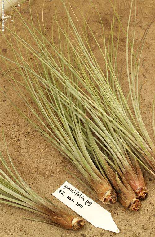 Tillandsia juncifolia  (plants)
