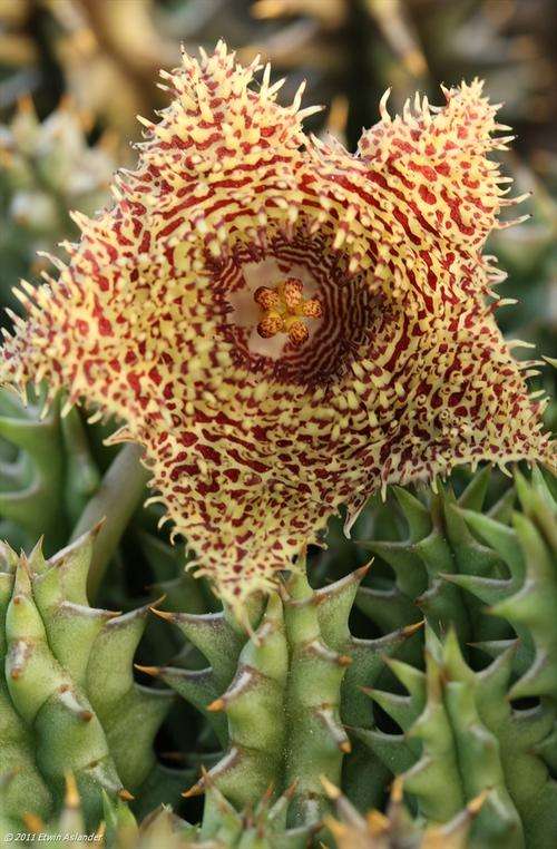 Huernia hystrix (plants)
