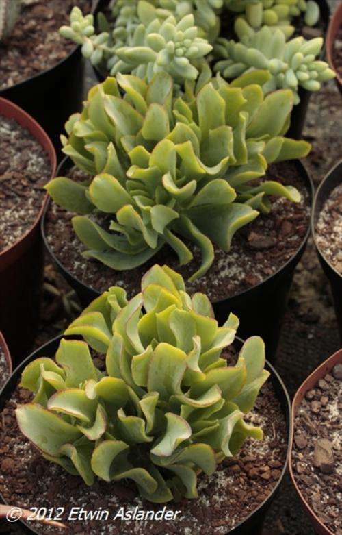 Crassula arborescens var. undulatifolia