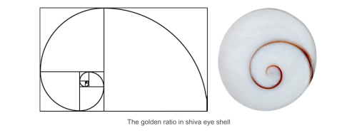 Natures Bounty Incredible Shea Shiva Shell . 925 Silver Earrings