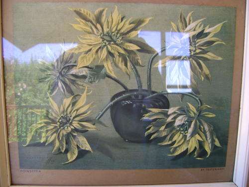 Tretchikoff pointsetia