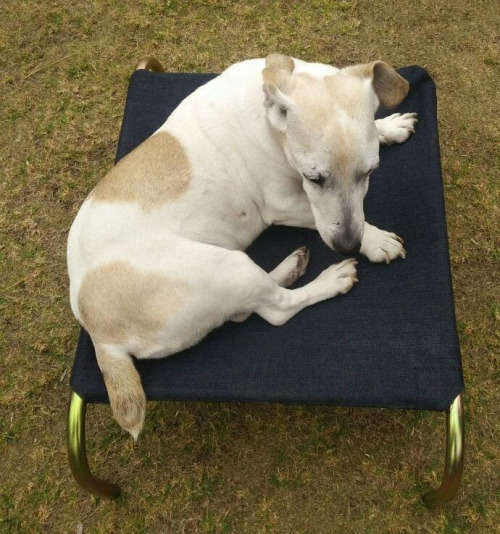 Large Hammock Style Raised Dog Beds