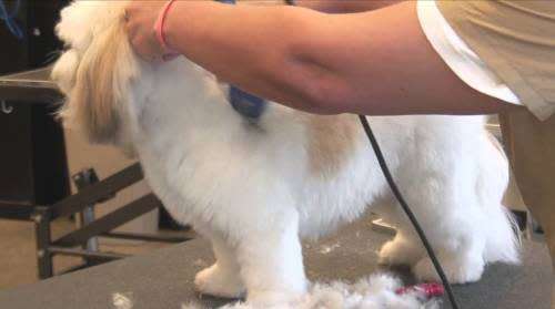 PET HAIR CLIPPER