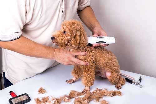 PET HAIR CLIPPER