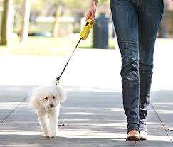 DOG LEASH