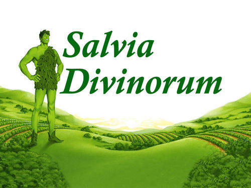 SALVIA extract (x10) The worlds most powerful entheogenic herb. 100% legal. Now in SA