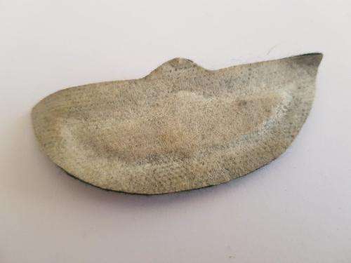 Rhodesian SAS Para wing. Not issued.