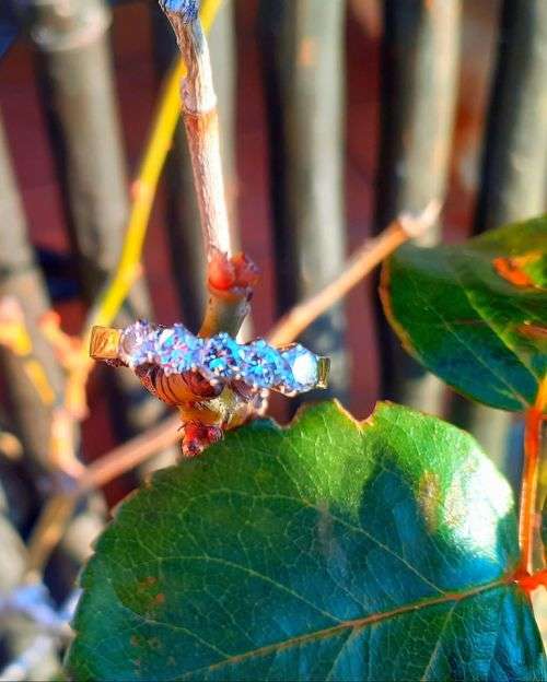 18crt Yellow gold with 5 Stunning Diamonds in White Gold Claw Setting