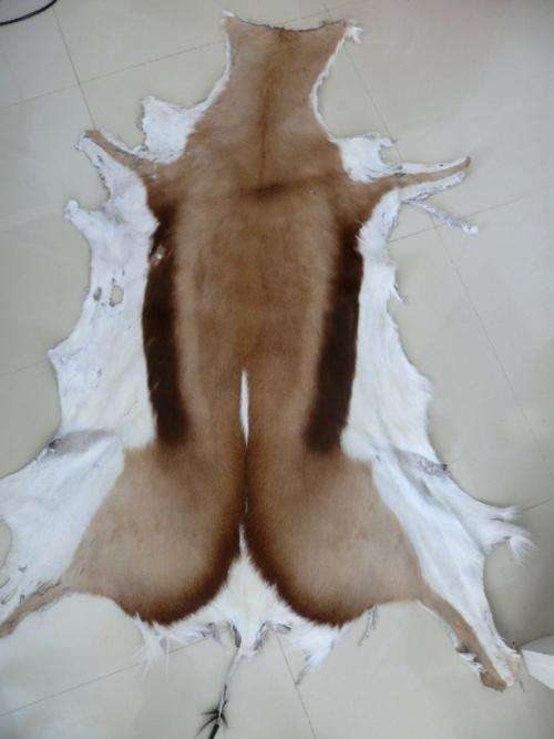 SPRINGBOK SKIN,NEW,GREAT QUALITY,VERY DECORATIVE...