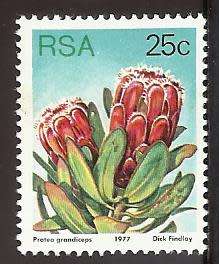 1977 SOUTH AFRICA FLORA, PROTEA PLANTS