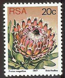 1977 SOUTH AFRICA FLORA, PROTEA PLANTS