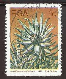 1977 SOUTH AFRICA FLORA, PROTEA PLANTS