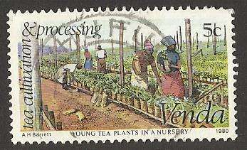 1980 VENDA TEA CULTIVATION