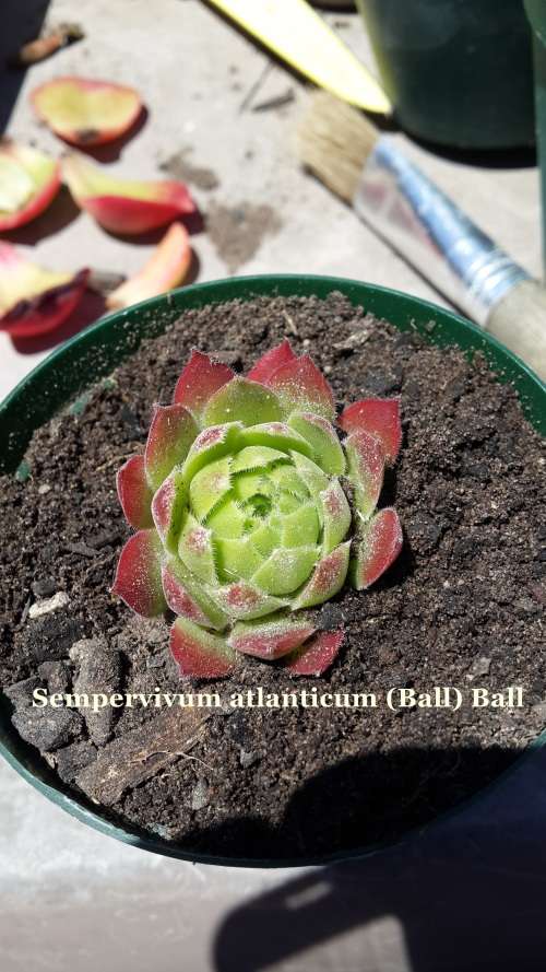 Sempervivum atlanticum Succelent plant