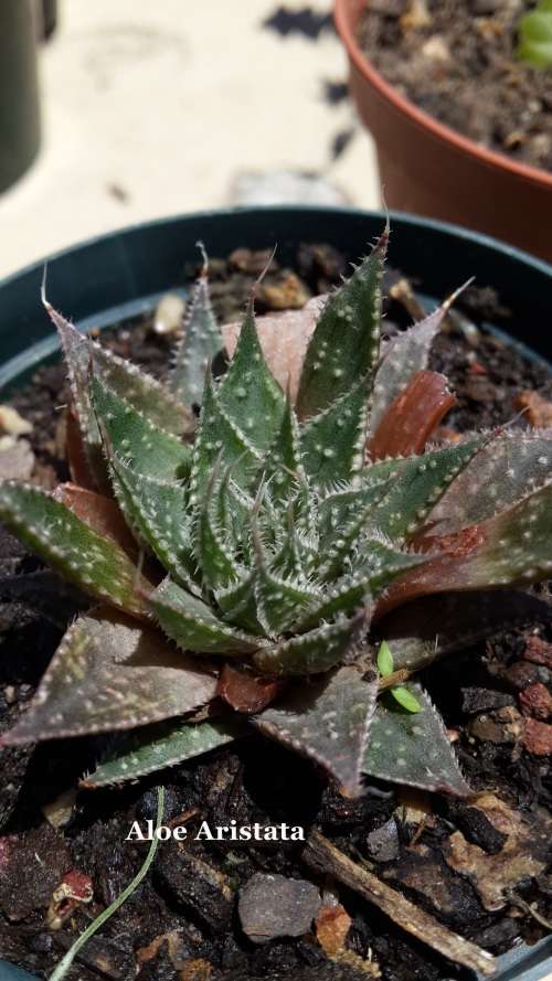 Aloe aristata