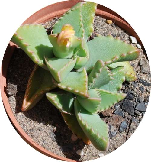 Faucaria Tigrina (Tiger's/Shark's Jaws)