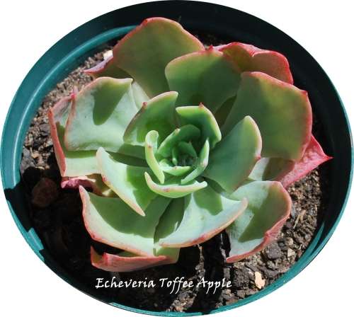 Echeveria Toffee Apple