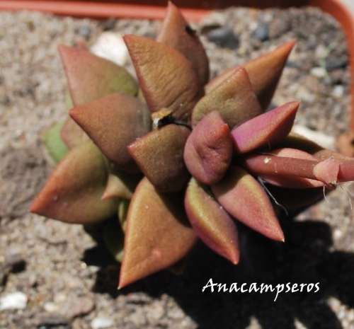 Anacampseros Ruferscens