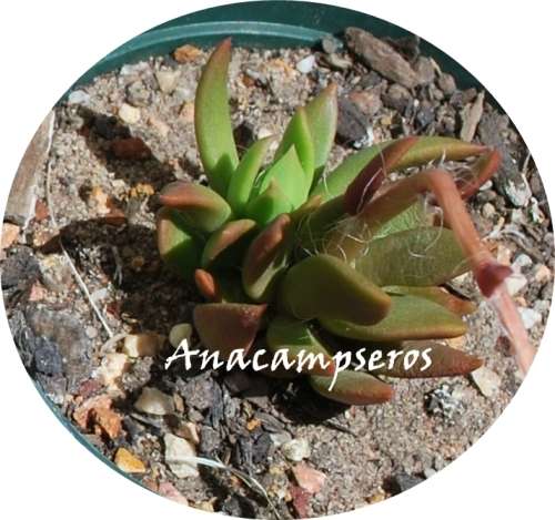 Anacampseros Telephrastrum