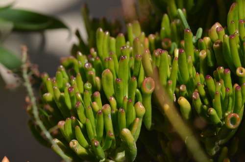 Crassula ovata ¿Gollum¿