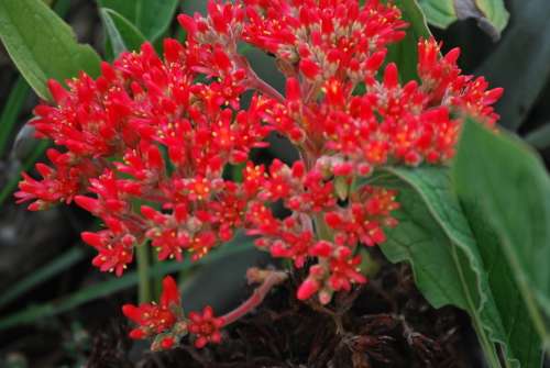 Crassula perfoliata