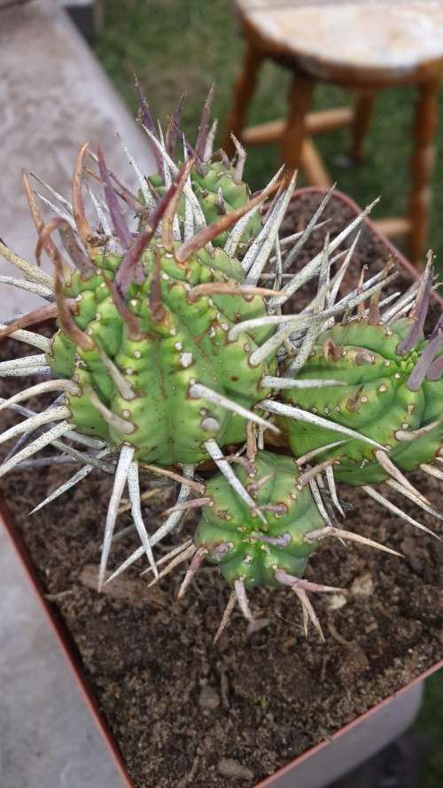 Euphorbia ferox