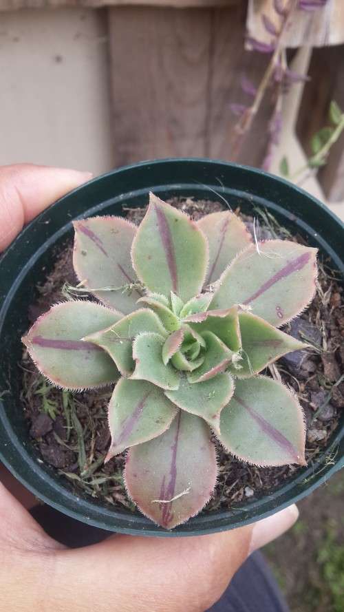 Aeonium x mascaense