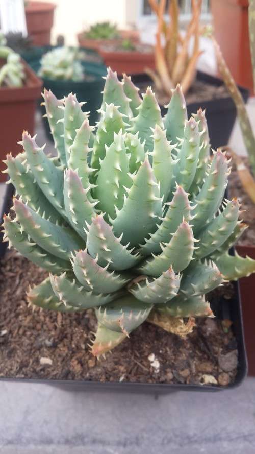 Aloe Brevifolia