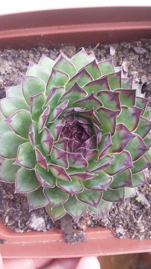 Sempervivum tectorum ¿Greenii¿