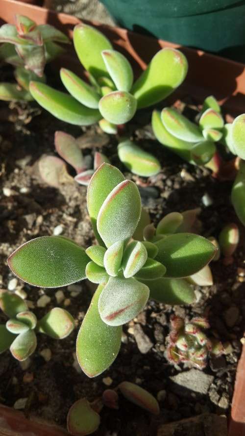 Crassula Rogersii
