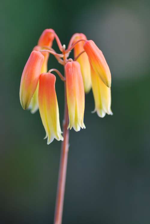 Aloe hybrid,  'Lemon Drops'