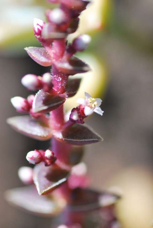 Crassula capitella subsp. Thyrsiflora