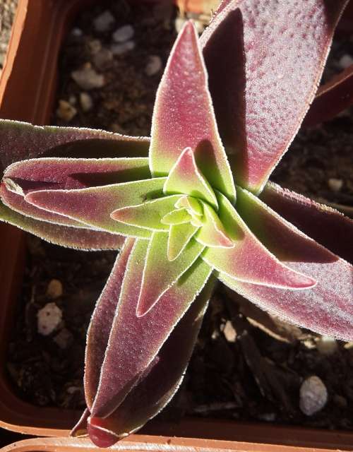 Crassula capitella subsp. Thyrsiflora