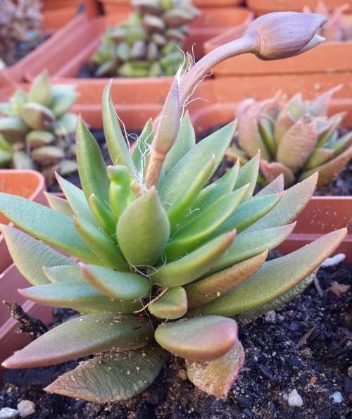 Anacampseros Telephrastrum