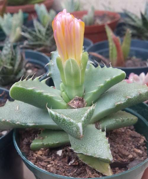 Faucaria Tigrina (Tiger's/Shark's Jaws)