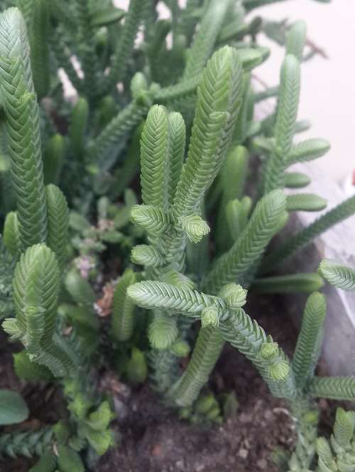 Crassula Muscosa
