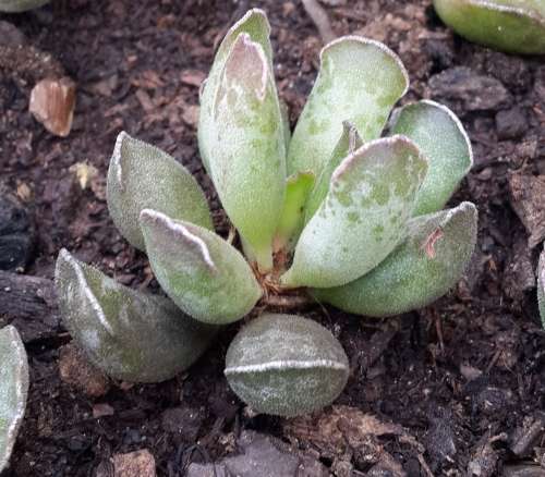 Adromischus cooperi