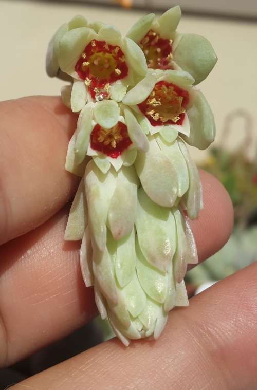 Pachyphytum oviferum ¿ Moonstones